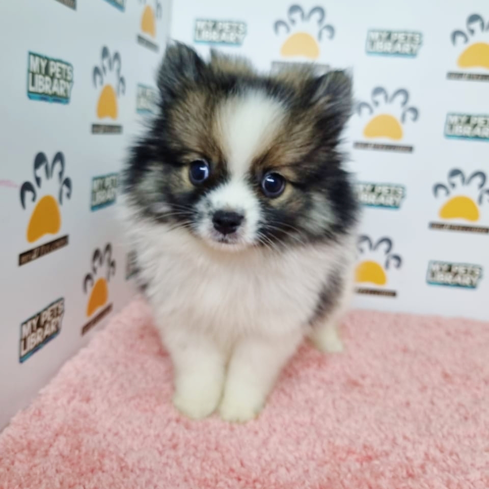 Pomeranian Puppy (Female) For Sale