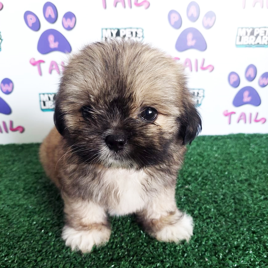 Pekingese Mix Shih Tzu Puppy (Male) For Sale