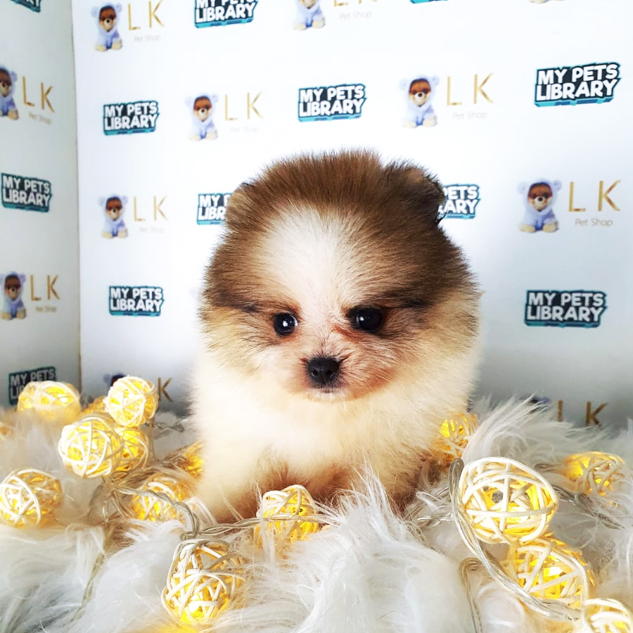 Tiny Pomeranian Puppy (Female) For Sale