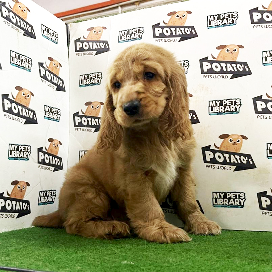 Cocker Spaniel Puppy (Male) For Sale
