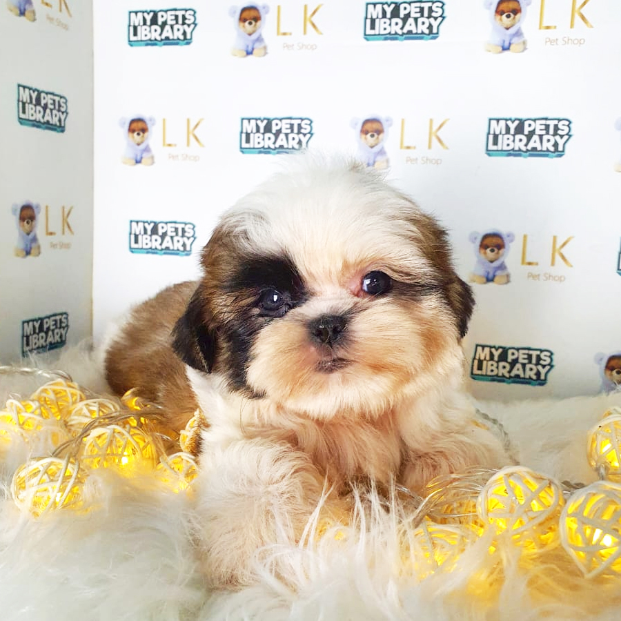 Shih Tzu Puppy (Female) For Sale