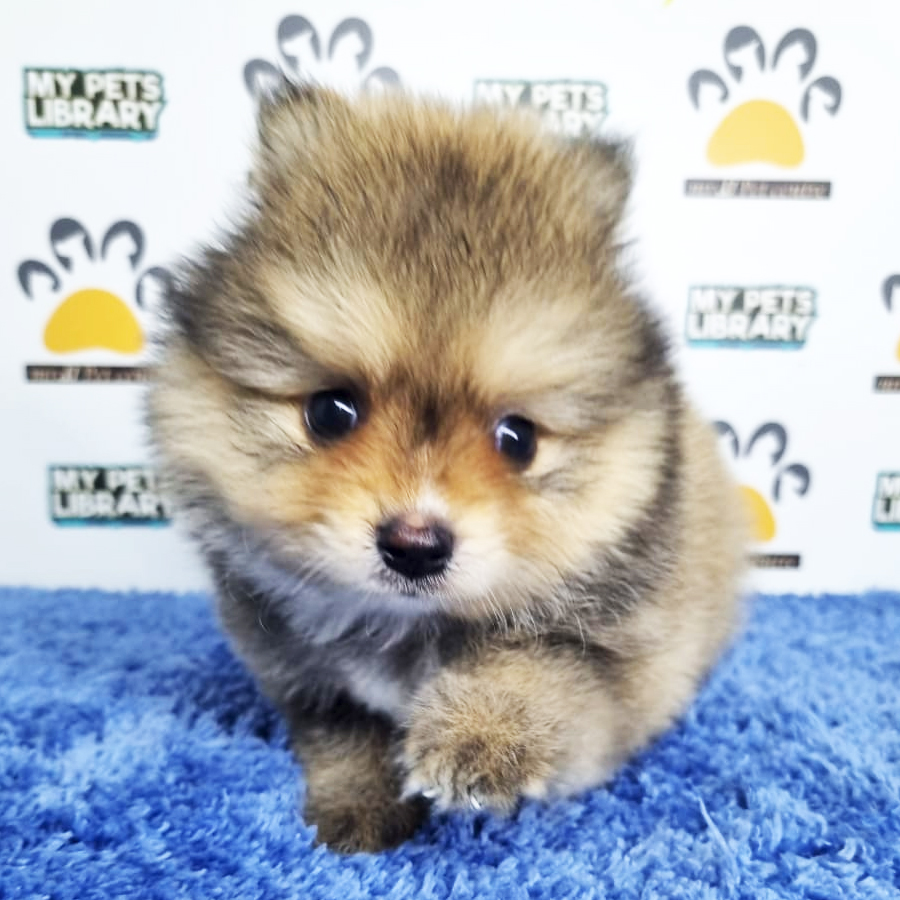 Pomeranian Puppy (Male) For Sale