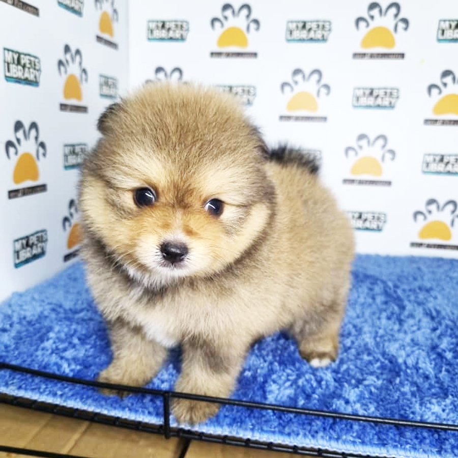 Pomeranian Puppy (Male) For Sale