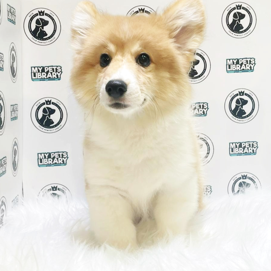 MKA Welsh Corgi Puppy (Male) For Sale