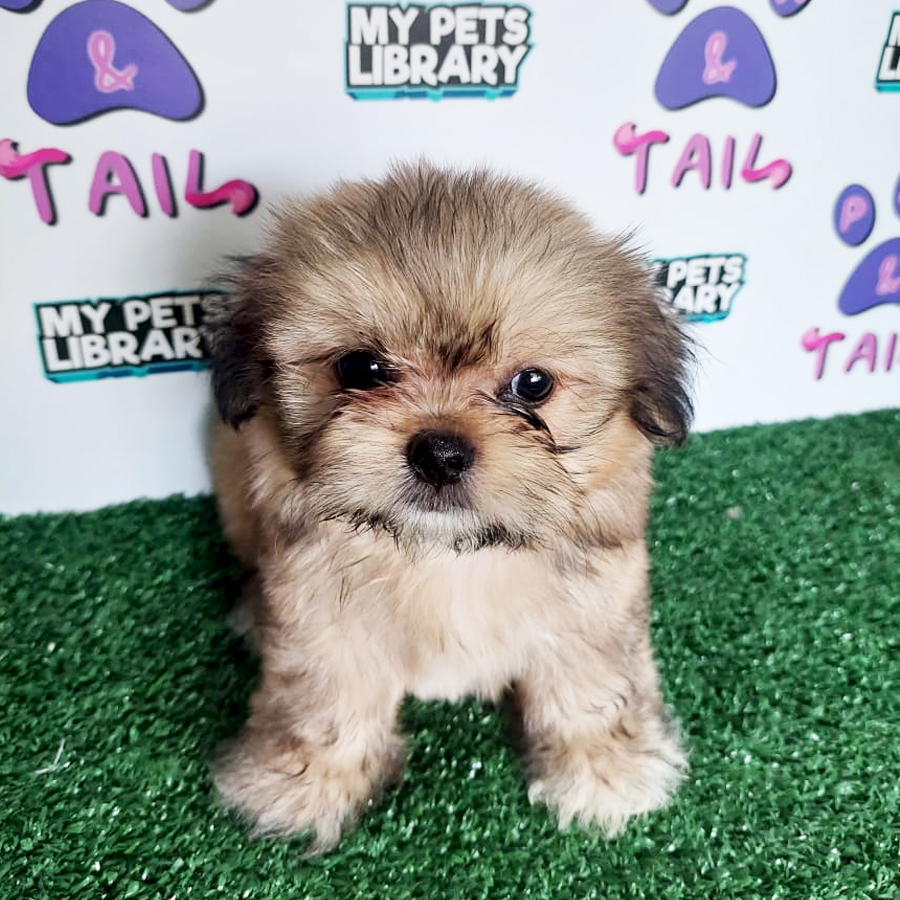 Pekingese Mix Shih Tzu Puppy (Female) For Sale