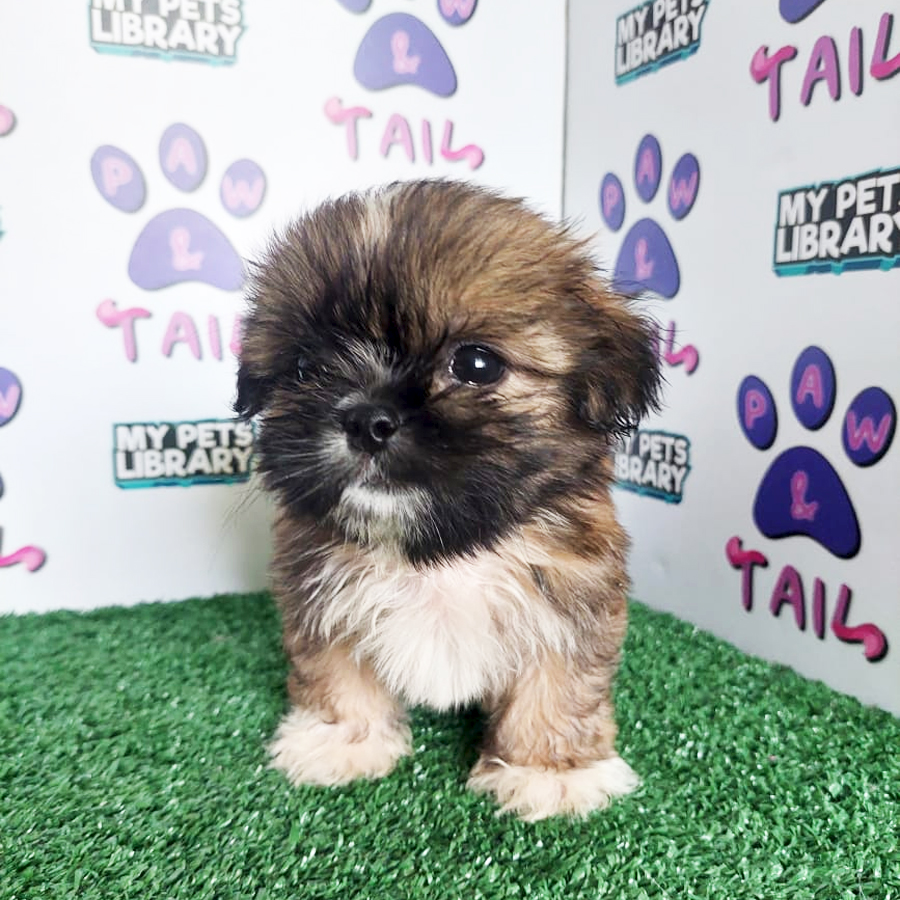 Pekingese Mix Shih Tzu Puppy (Male) For Sale