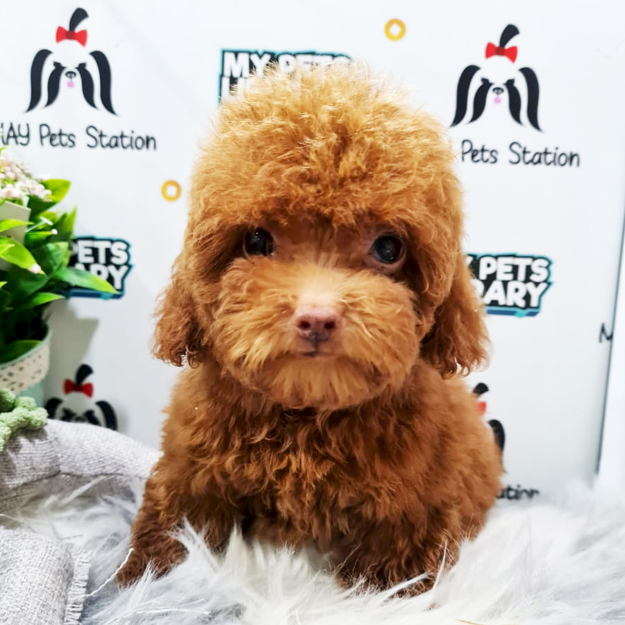 Toy Poodle Puppy (Male) For Sale