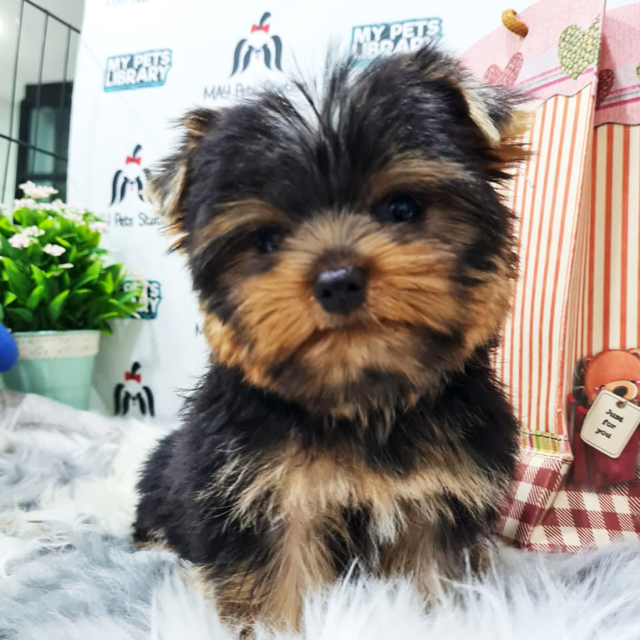 Yorkshire Terrier Puppy (Male) For Sale