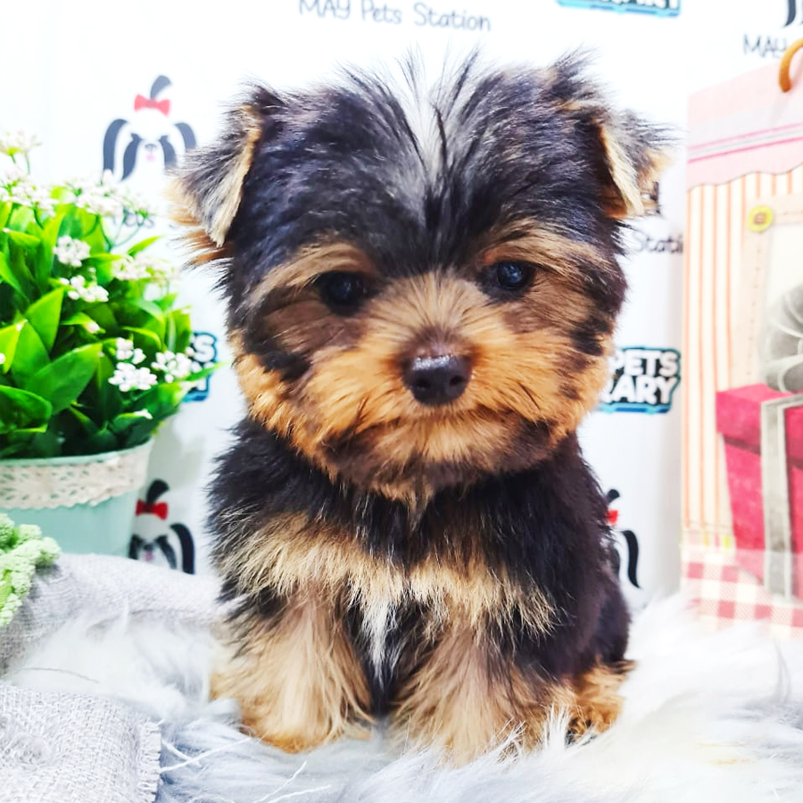 Yorkshire Terrier Puppy (Male) For Sale