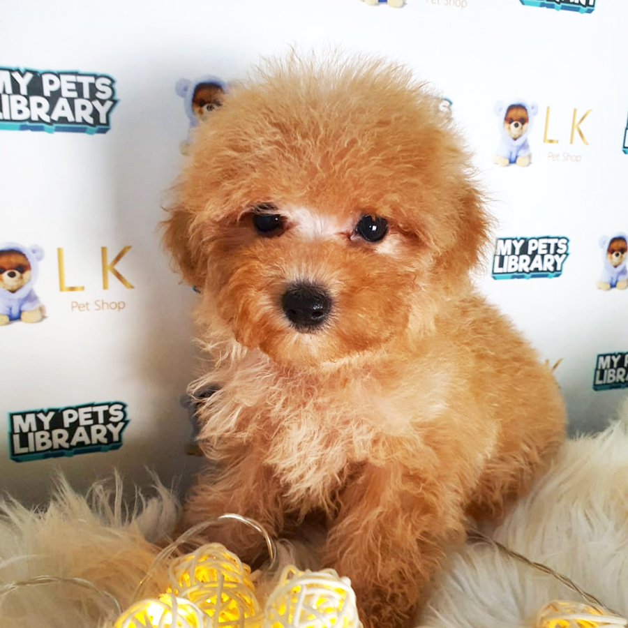 Toy Poodle Puppy (Female) For Sale