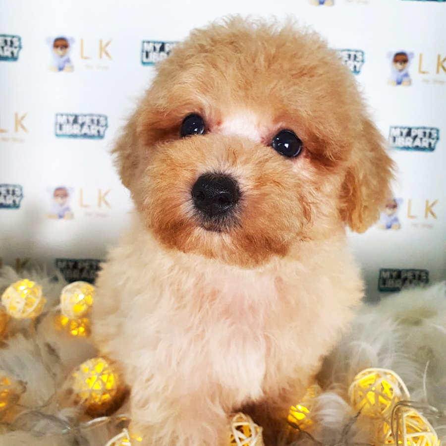 Toy Poodle Puppy (Female) For Sale