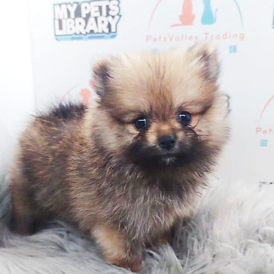 MKA Pomeranian Puppy (Female) For Sale