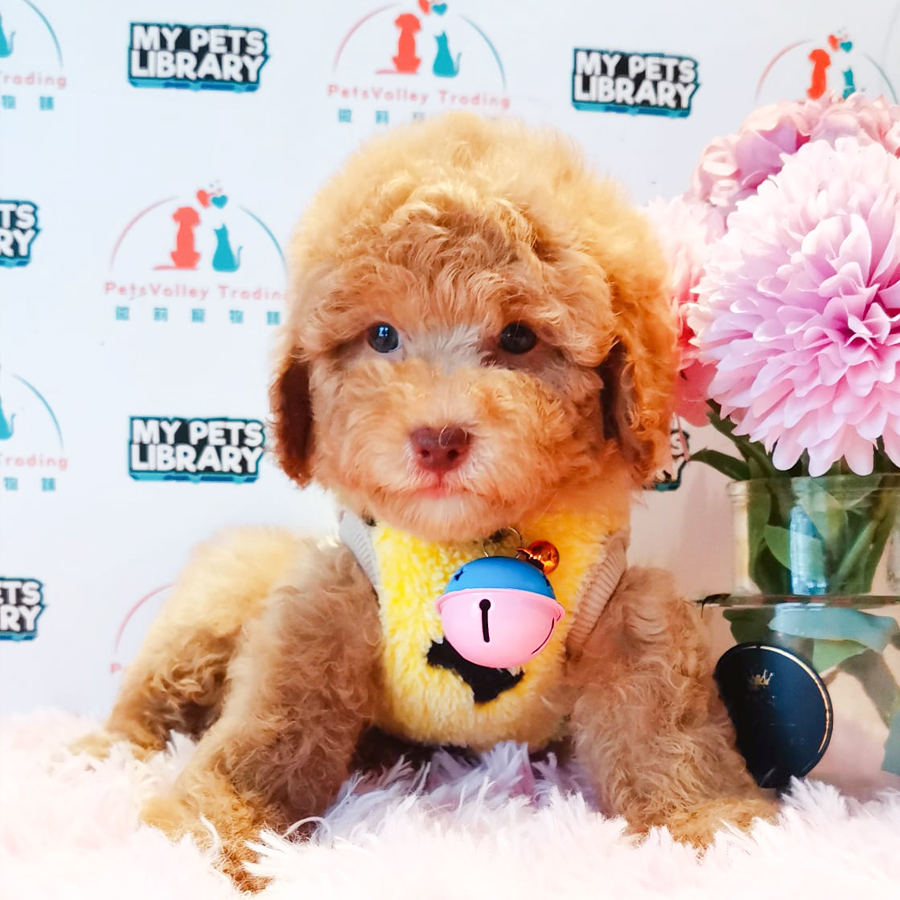 Toy Poodle Puppy (Male) For Sale