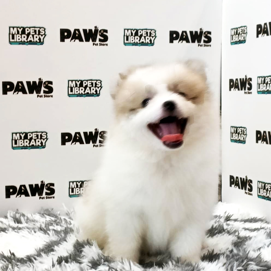 Pomeranian Puppy (Male) For Sale