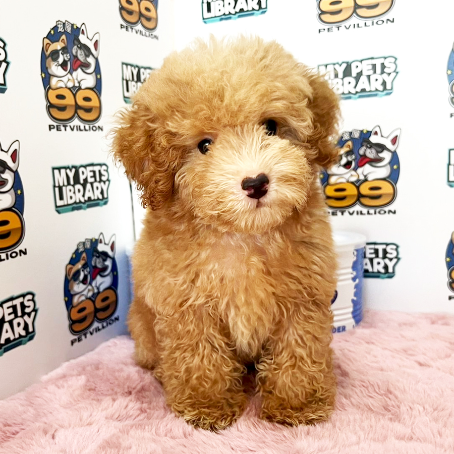 Toy Poodle Puppy (Male) For Sale