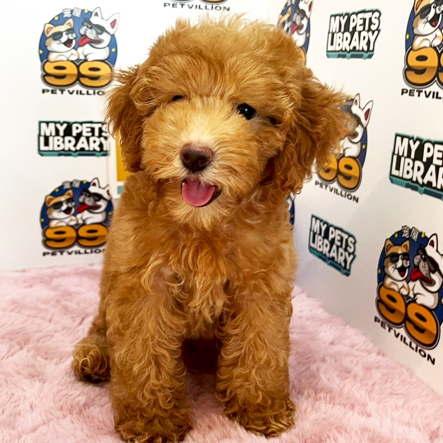 Toy Poodle Puppy (Male) For Sale