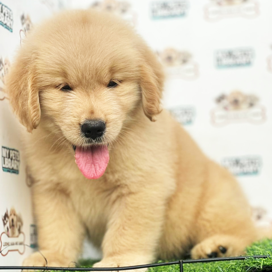 Golden Retriever Puppy (Male) For Sale