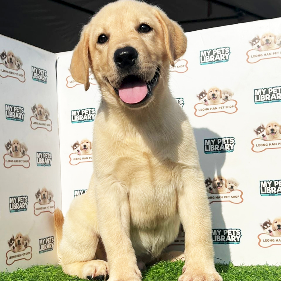 Labrador Retriever Puppy (Male) For Sale