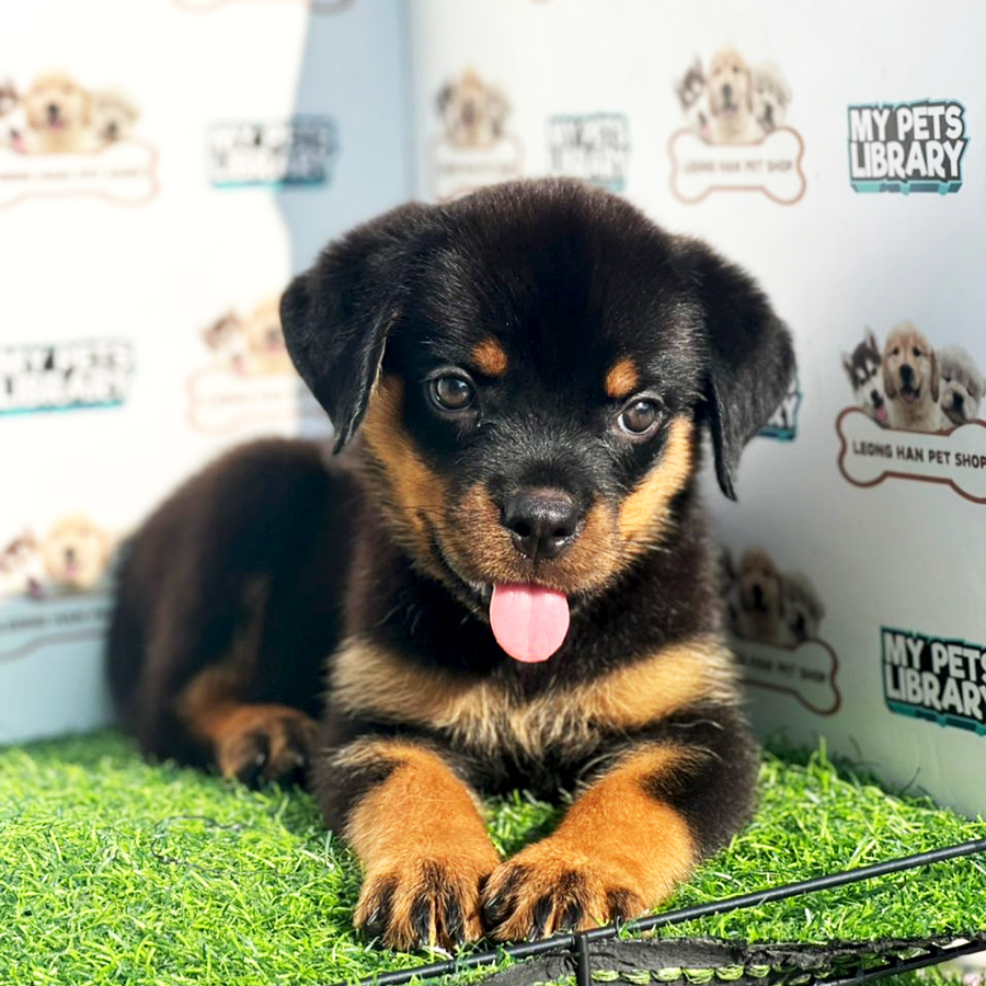 Rottweiler Puppy (Female) For Sale