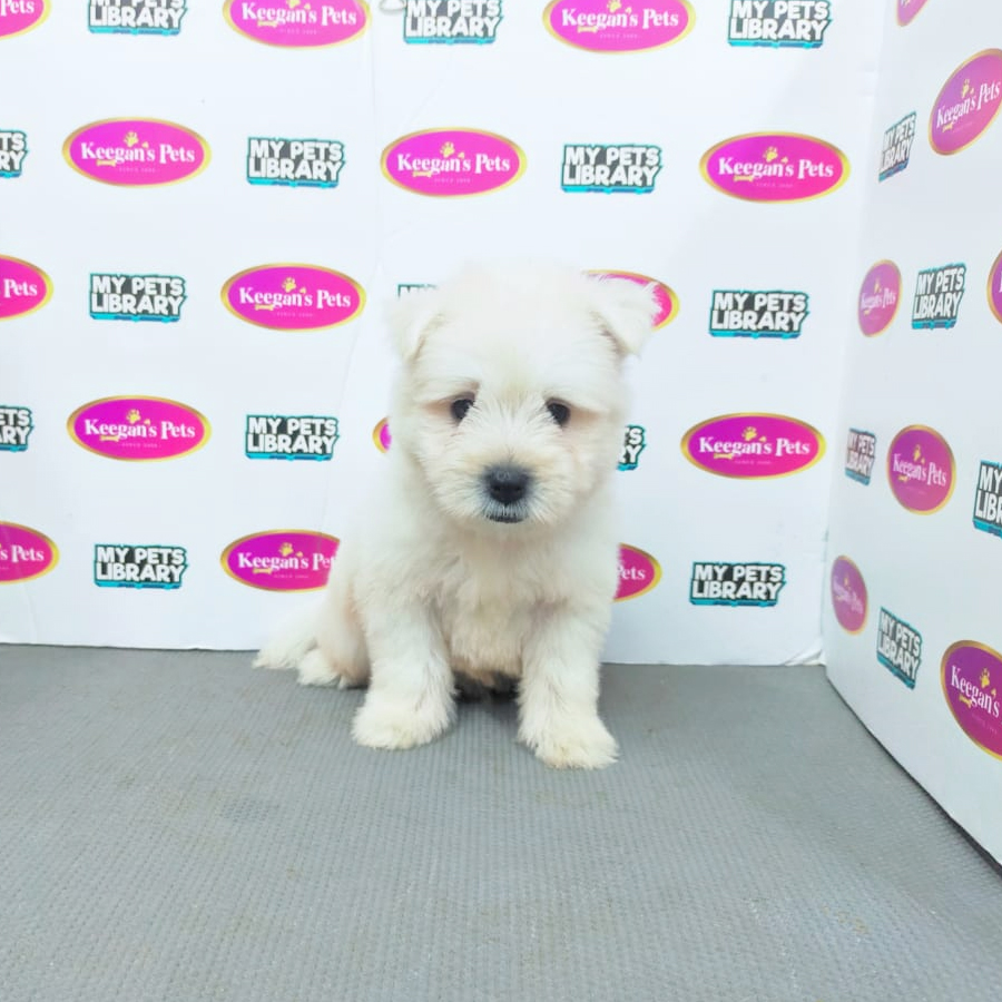 MKA West Highland Terrier Puppy (Male) For Sale