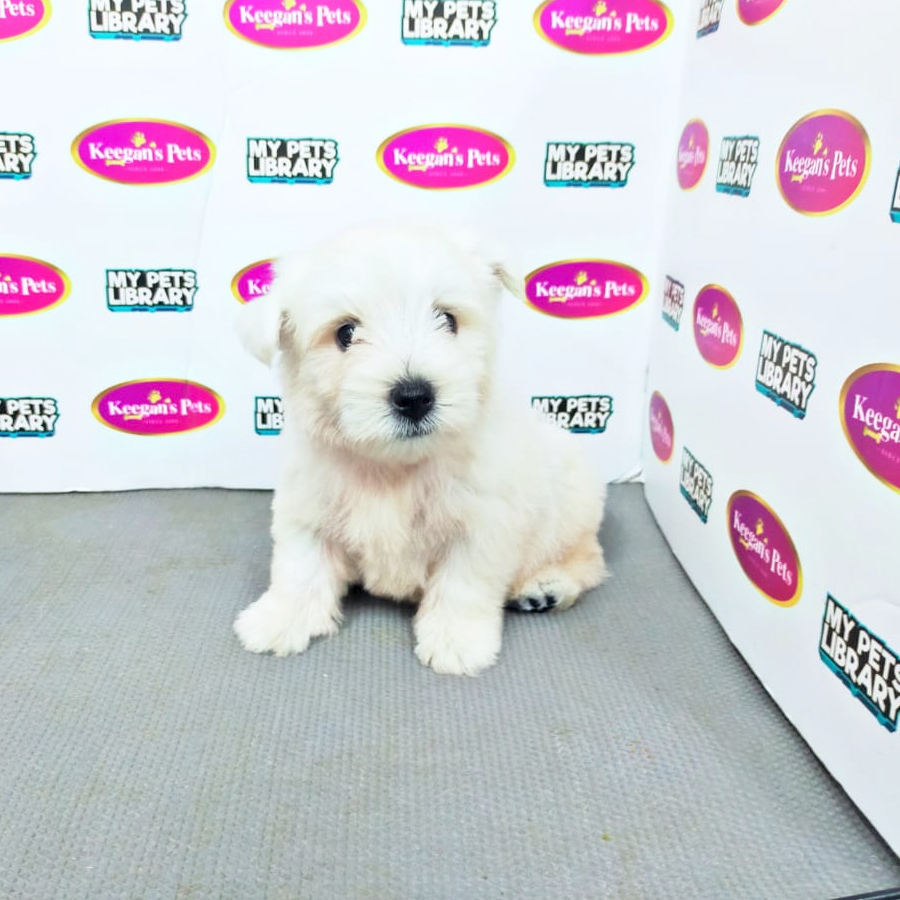 MKA West Highland Terrier Puppy (Male) For Sale