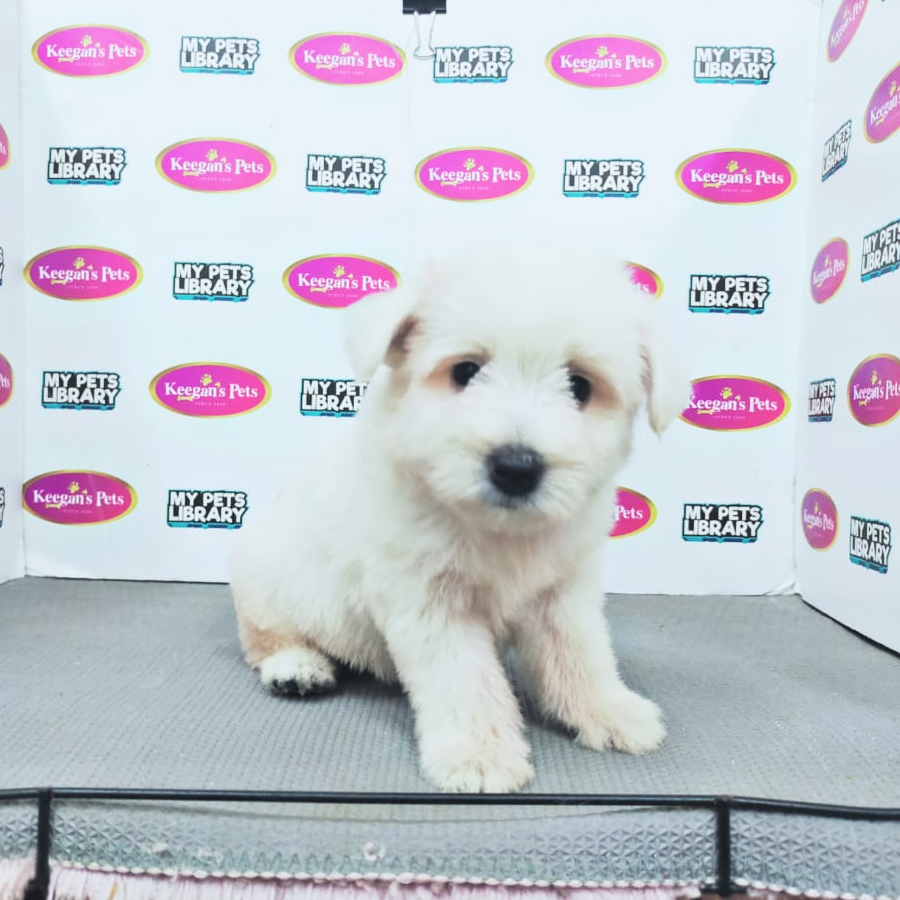 MKA West Highland Terrier Puppy (Female) For Sale