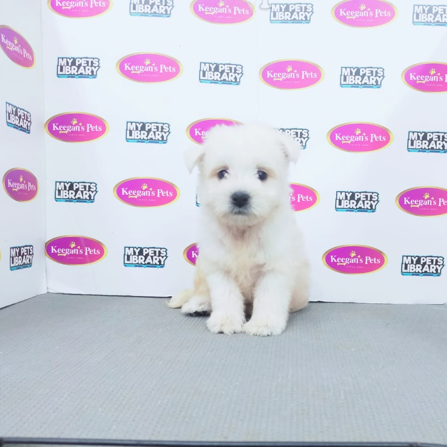 MKA West Highland Terrier Puppy (Female) For Sale