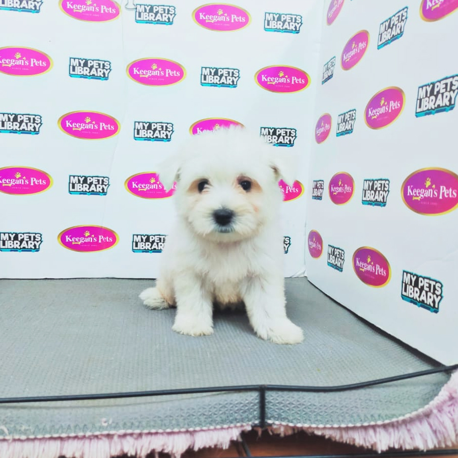 MKA West Highland Terrier Puppy (Female) For Sale