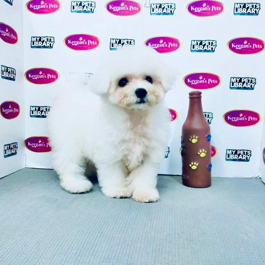 MKA Bichon Frisé Puppy (Female) For Sale