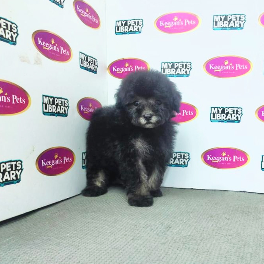 MKA Tiny Poodle Puppy (Male) For Sale