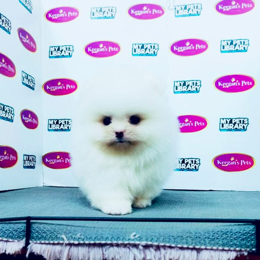 MKA Pomeranian Puppy (Female) For Sale
