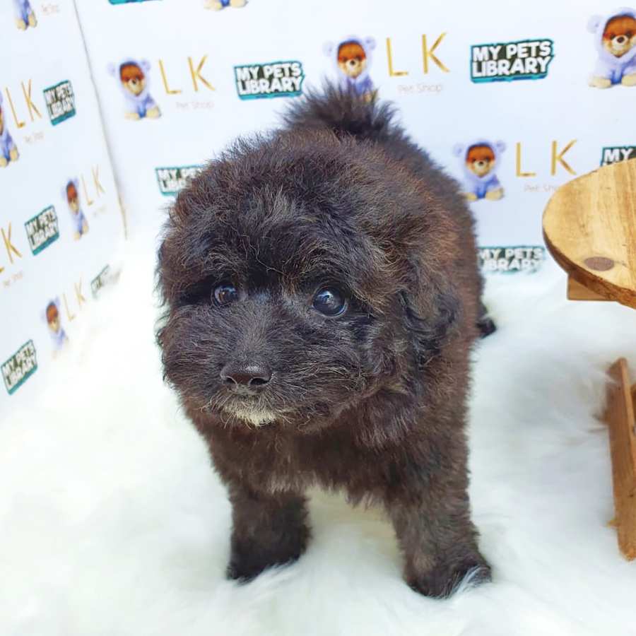 Toy Poodle Puppy (Female) For Sale