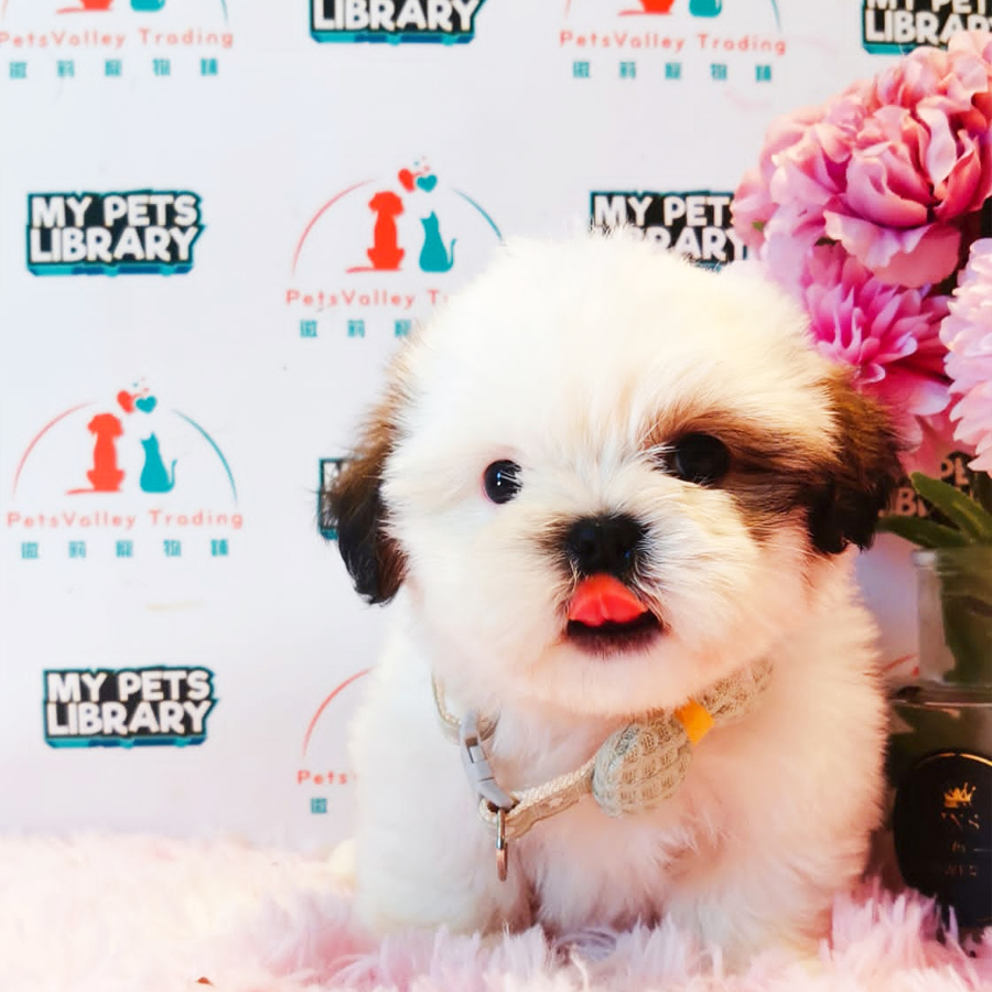 Shih Tzu Puppy (Male) For Sale