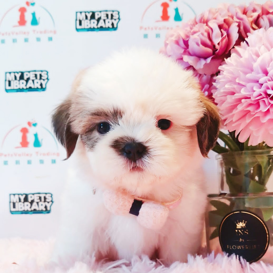 Shih Tzu Puppy (Male) For Sale
