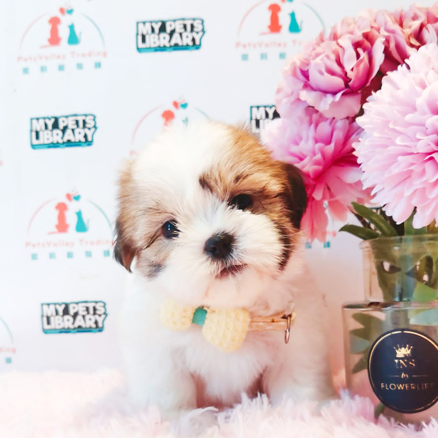 Shih Tzu Puppy (Male) For Sale
