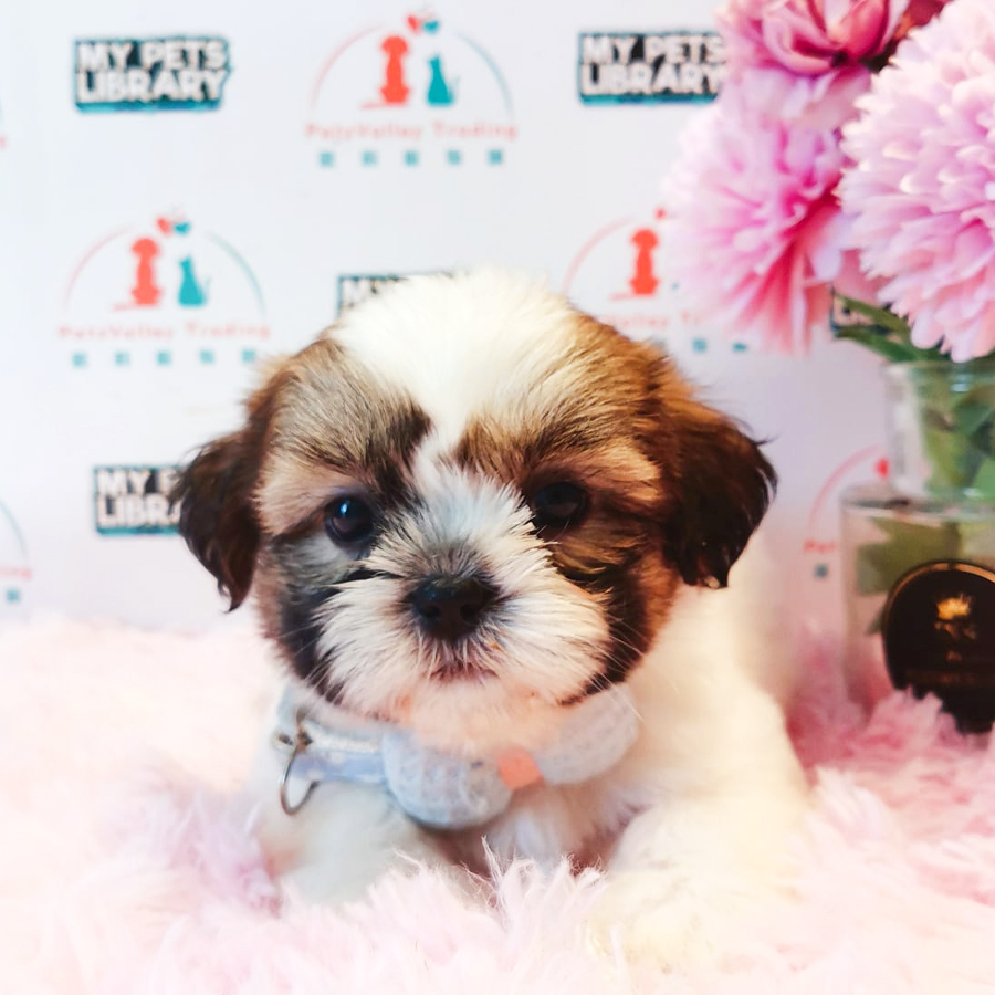 Shih Tzu Puppy (Male) For Sale