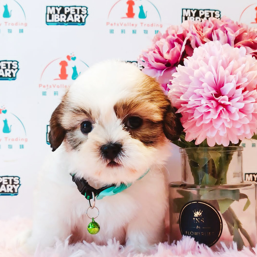 Shih Tzu Puppy (Male) For Sale