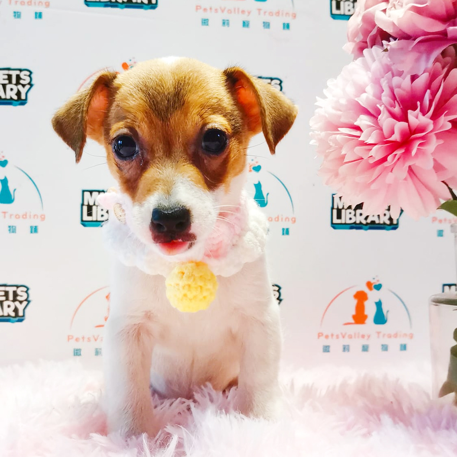 Jack Russell Terrier Puppy (Female) For Sale
