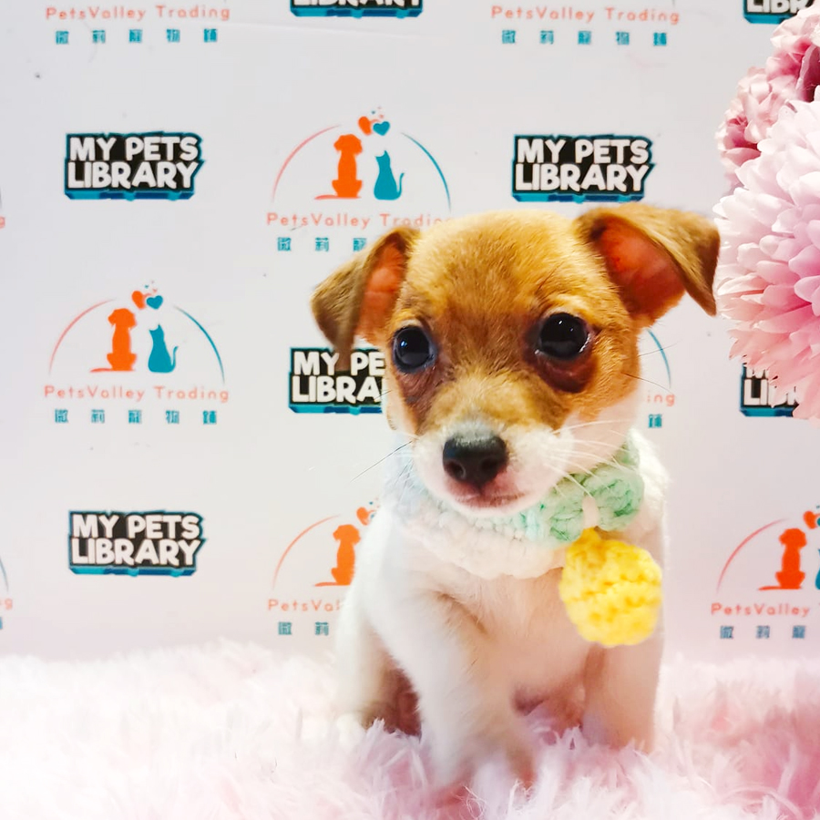 Jack Russell Terrier Puppy (Male) For Sale