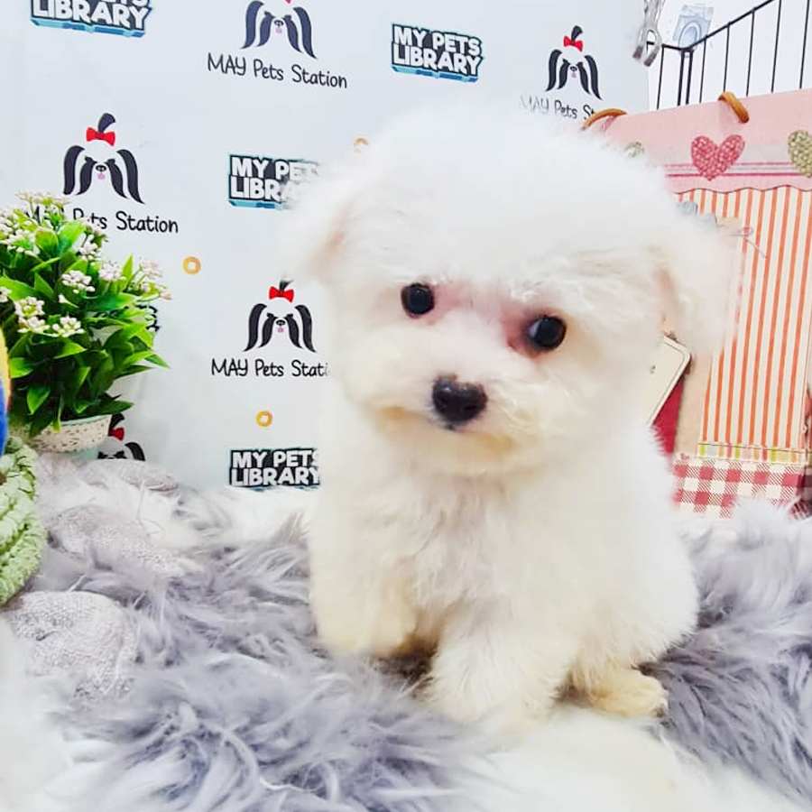 Bichon Frise Puppy (Female) For Sale