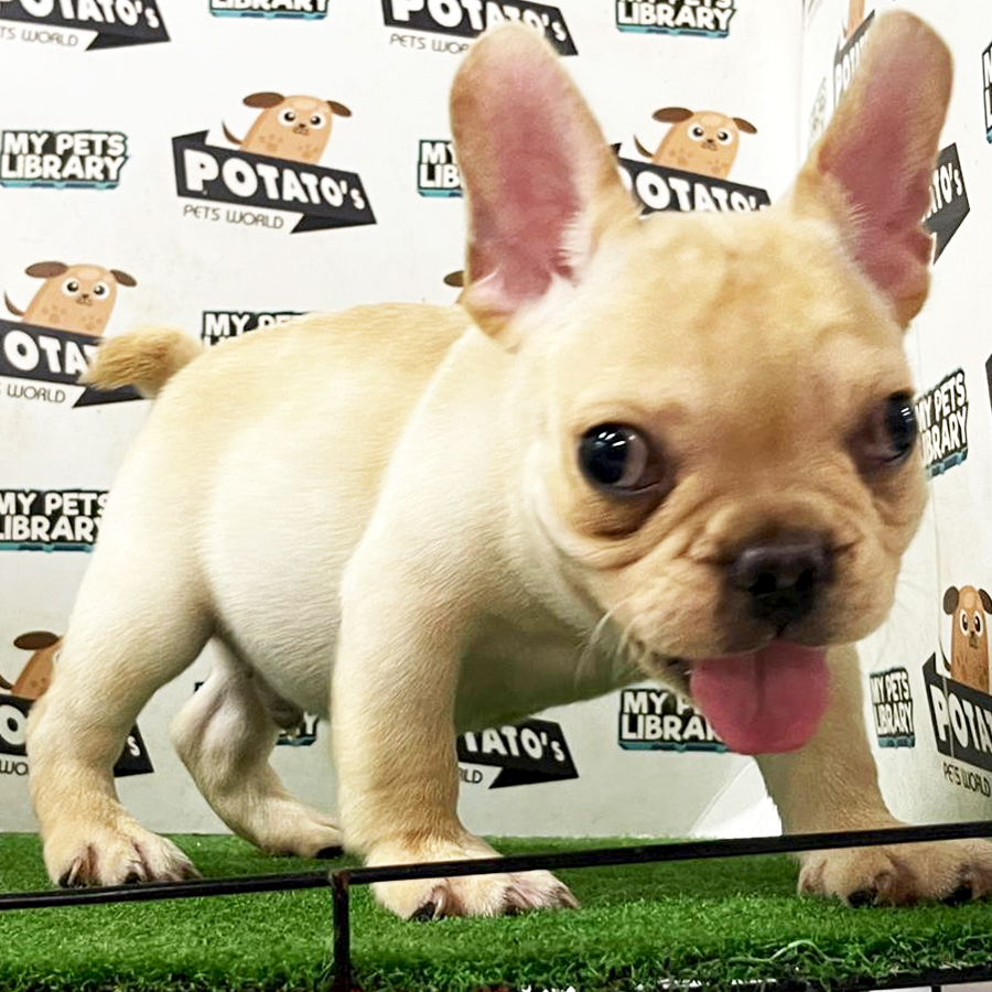 French Bulldog Puppy (Male) For Sale