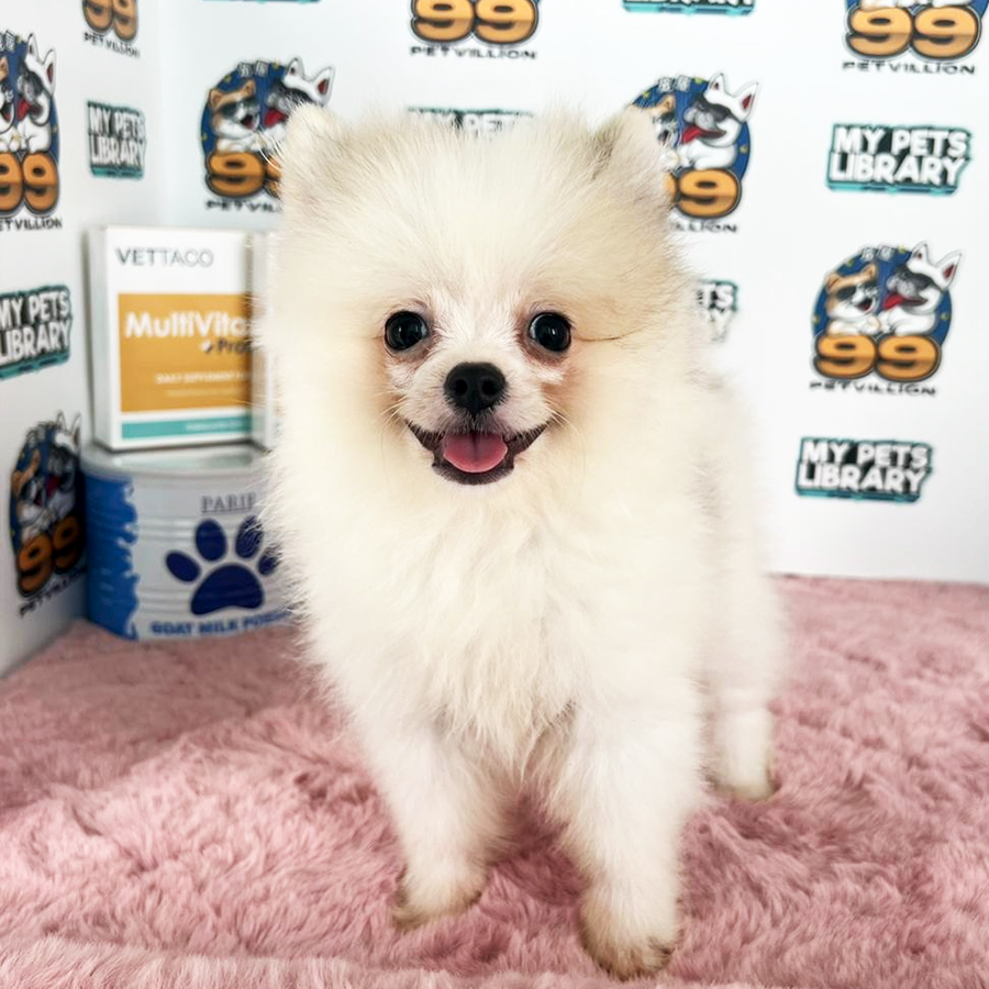 Tiny Pomeranian Puppy (Male) For Sale