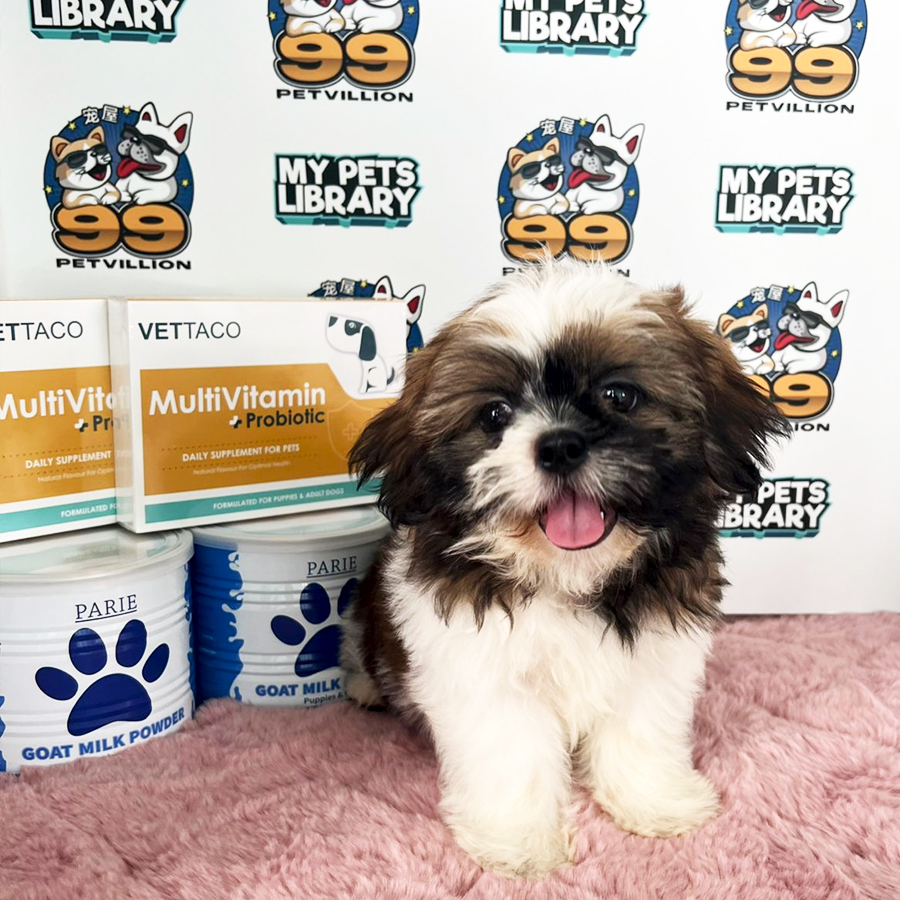 Shih Tzu Puppy (Female) For Sale