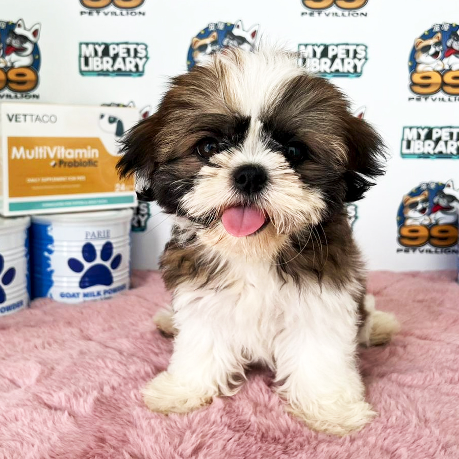 Shih Tzu Puppy (Female) For Sale