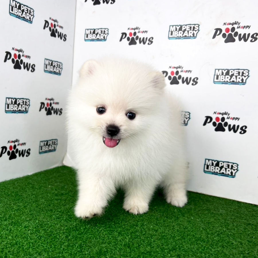 Pomeranian Puppy (Male) For Sale