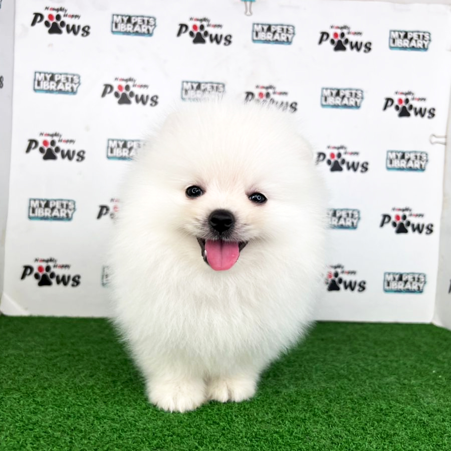 Pomeranian Puppy (Male) For Sale