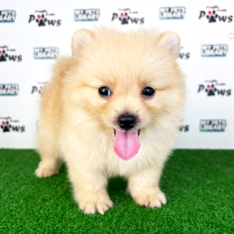 Pomeranian Puppy (Male) For Sale