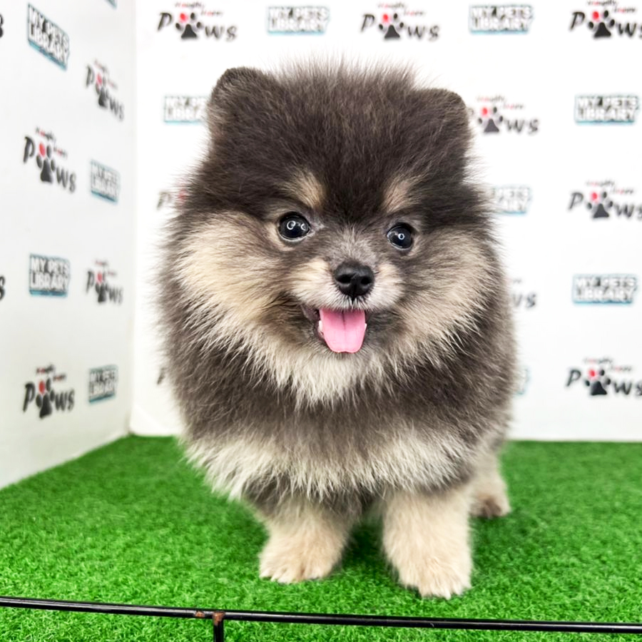 Pomeranian Puppy (Female) For Sale