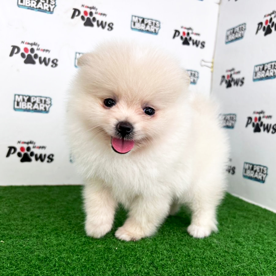Pomeranian Puppy (Female) For Sale