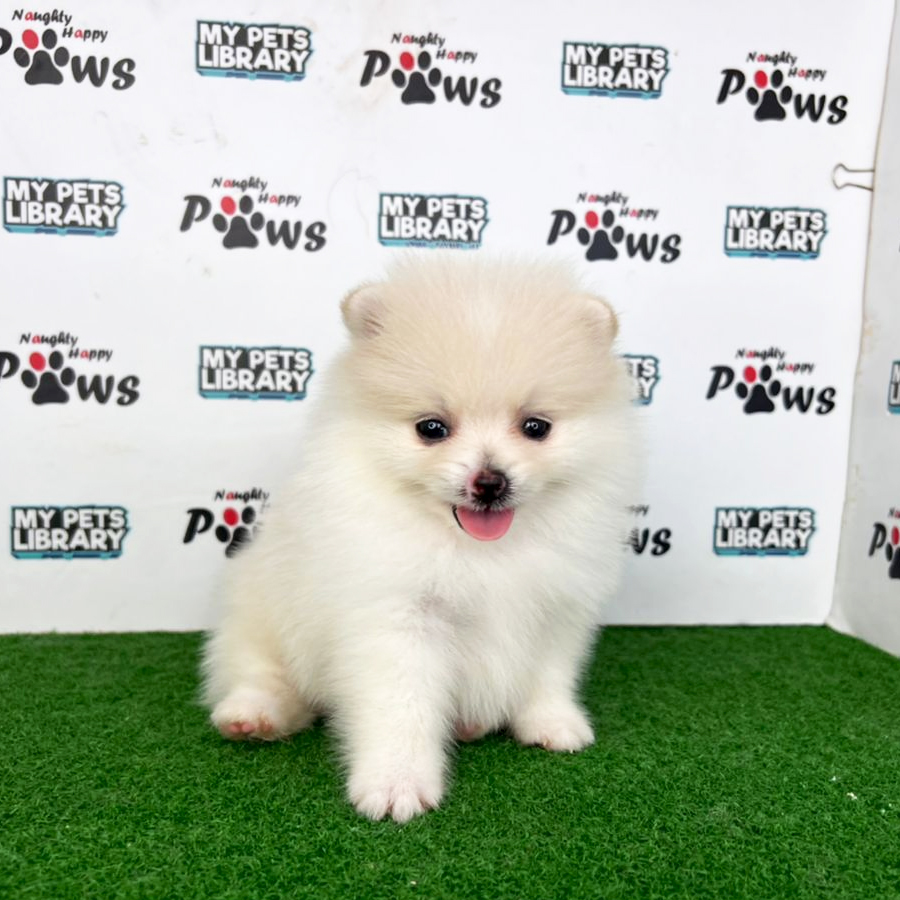 Pomeranian Puppy (Female) For Sale